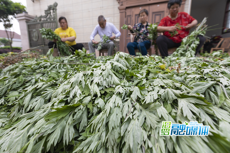 5 收购点,村民集中对艾草叶梗分离_副本.jpg