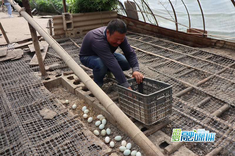 "鸭司令"黄飞跃:建起小洋楼,踏上幸福路