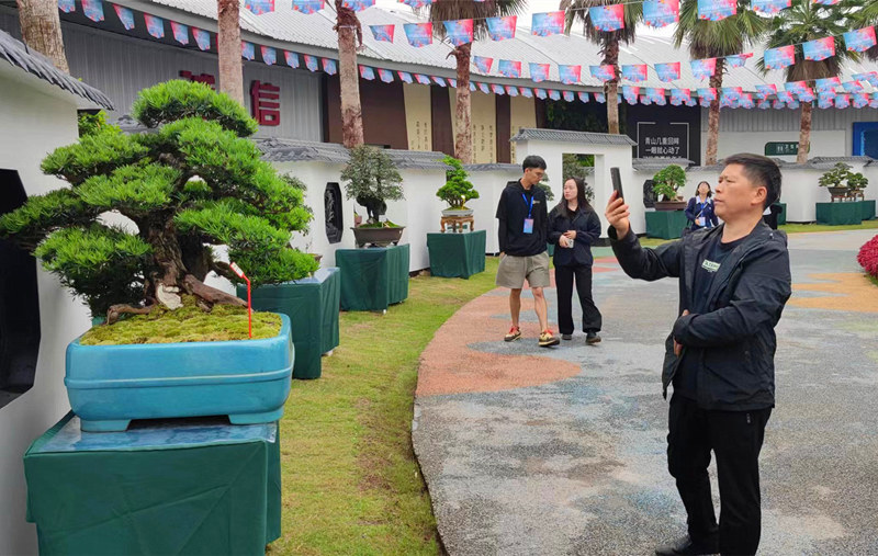 盆景展区。人民网记者 刘宾摄